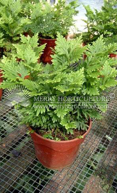 Selagenella fern